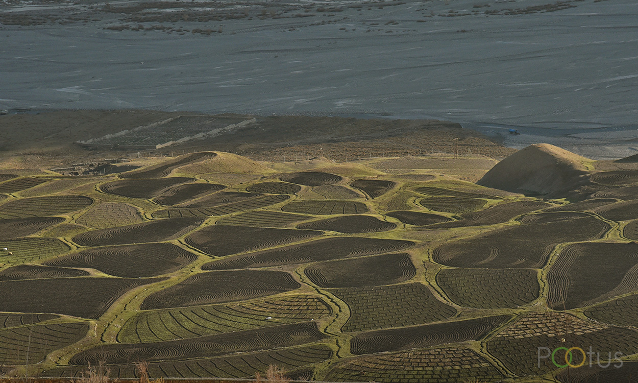 The farming next to Spiti river