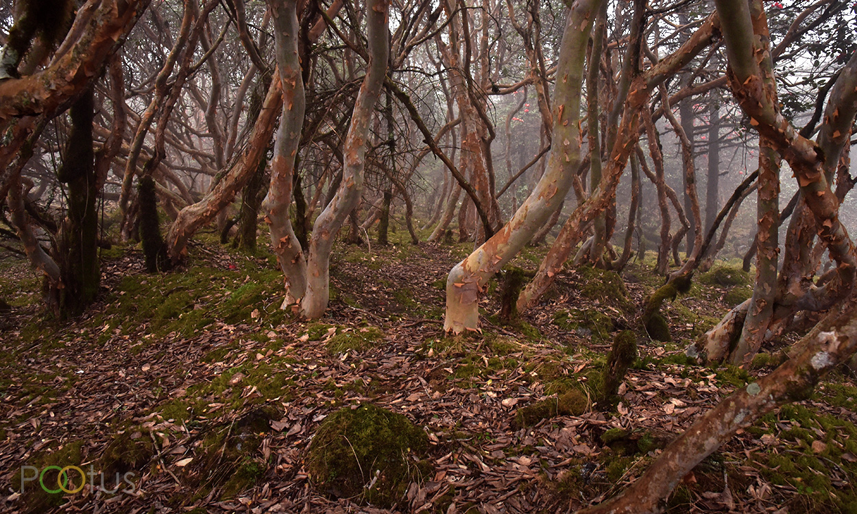 Yumthang Valley, a forest like fairy tails 