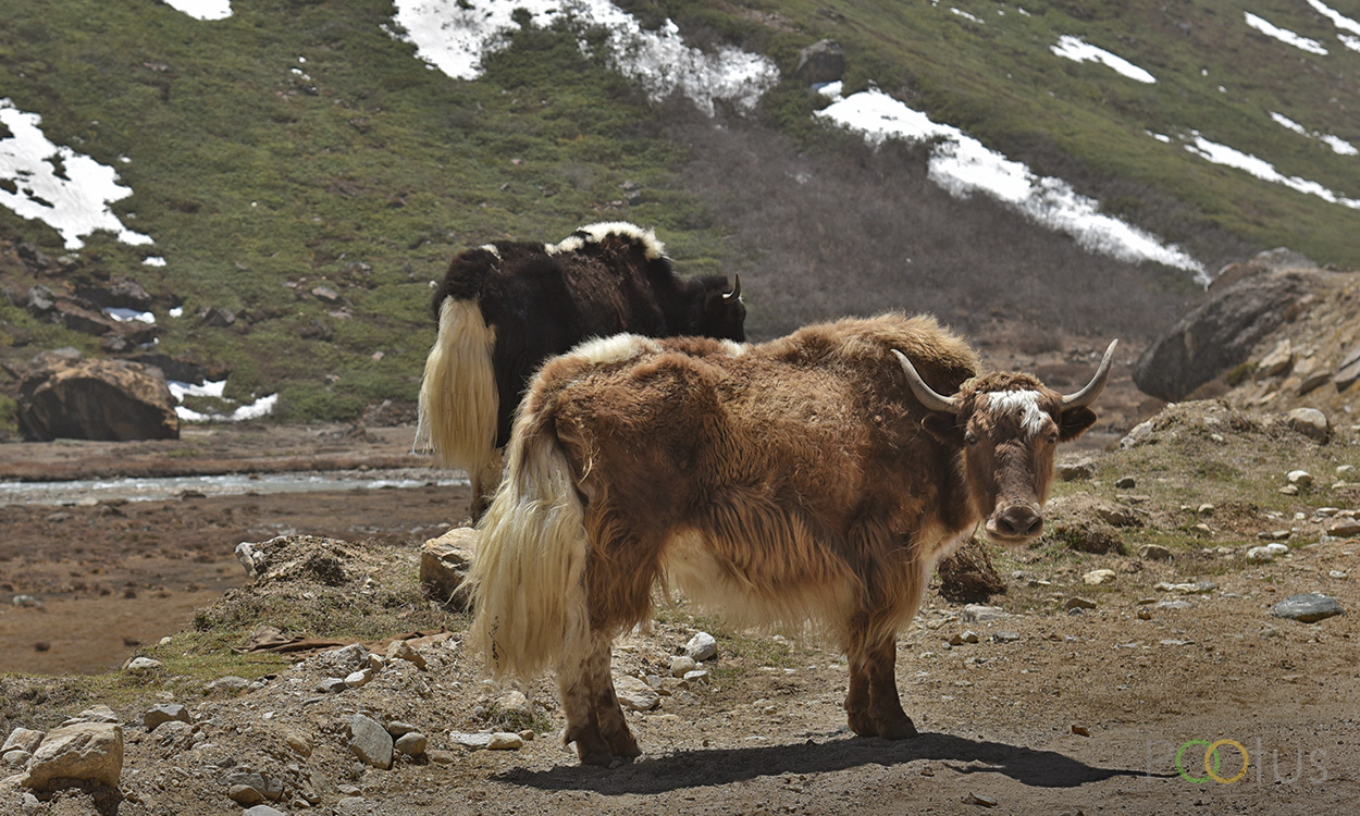 Yaks on the way to Gurudongmar lake
