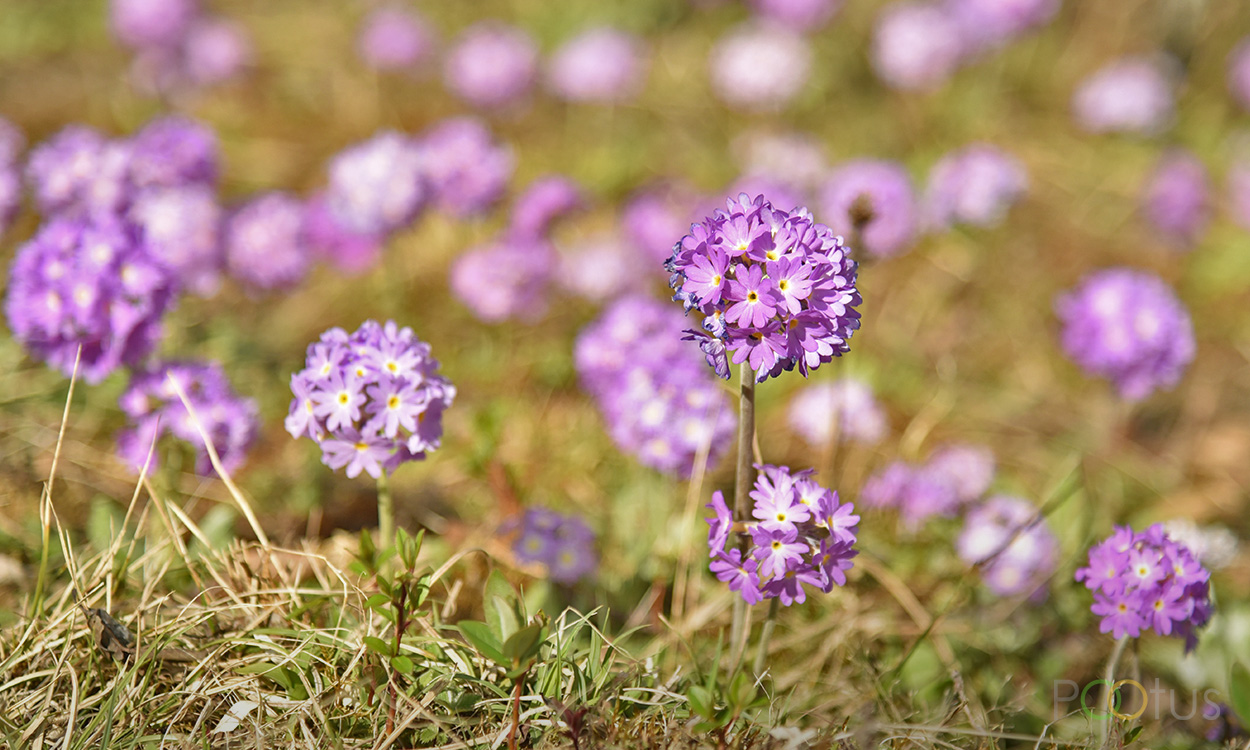 These tiny flowers make North Sikkim more beautiful