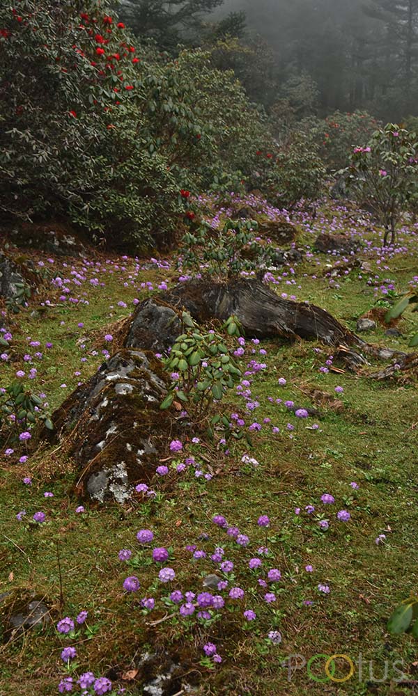 North Sikkim's natural beauty is enhanced by its vibrant flora 