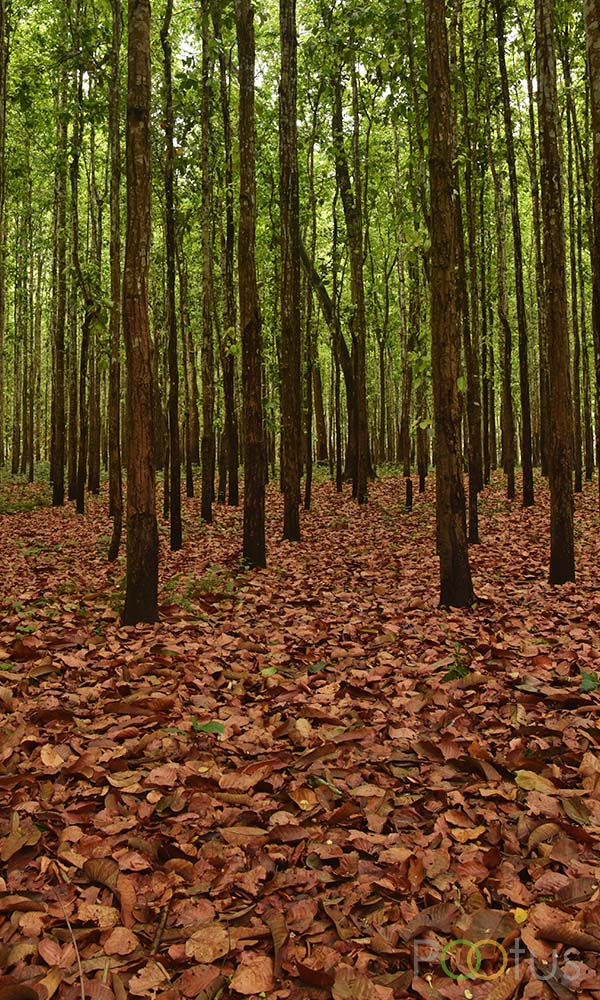A landscape on the way to Sikkim 