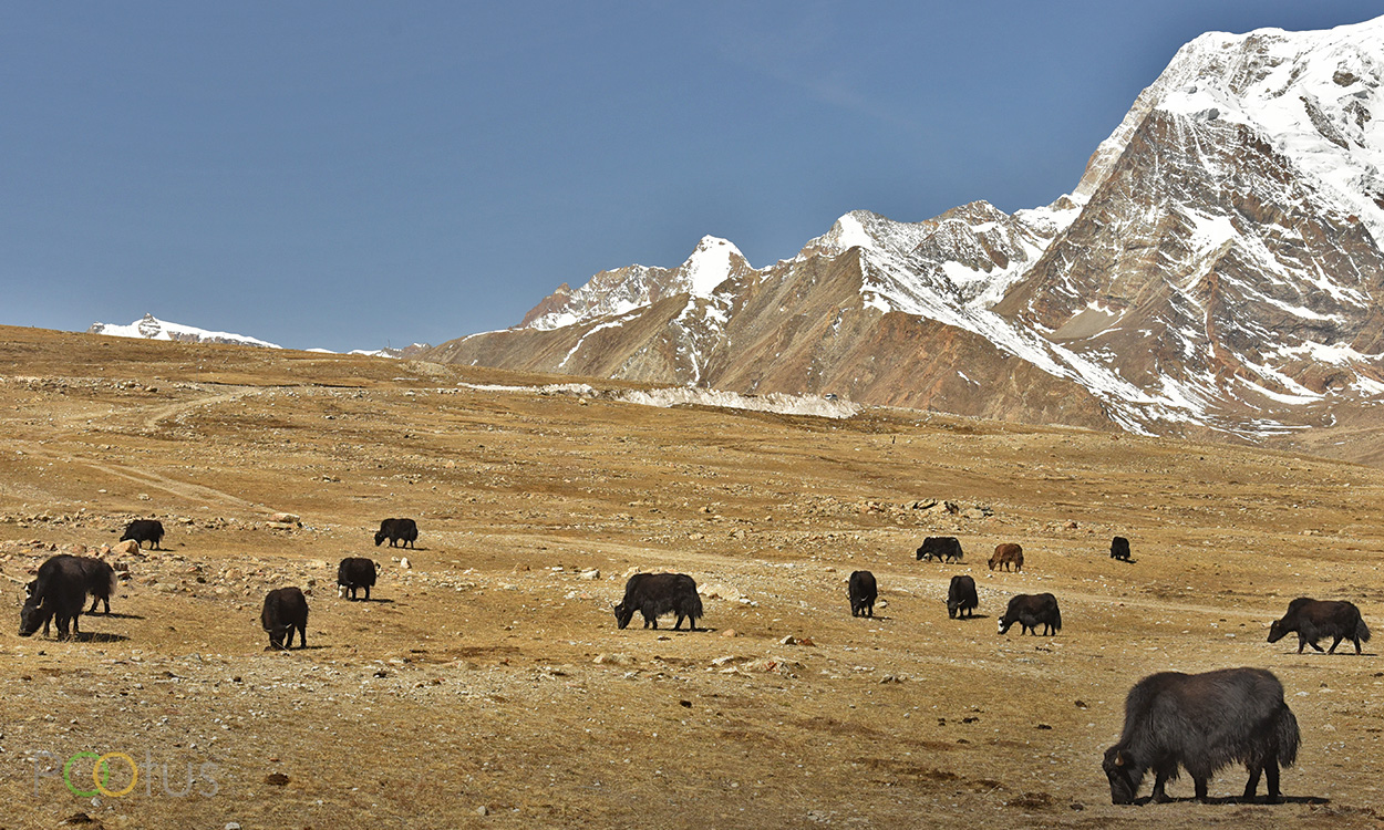 High-altitude desert terrain