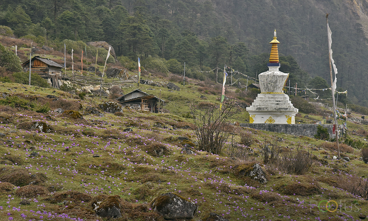 Yumthang Valley