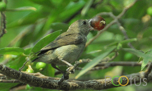 Thickll’s Flowerpecker 