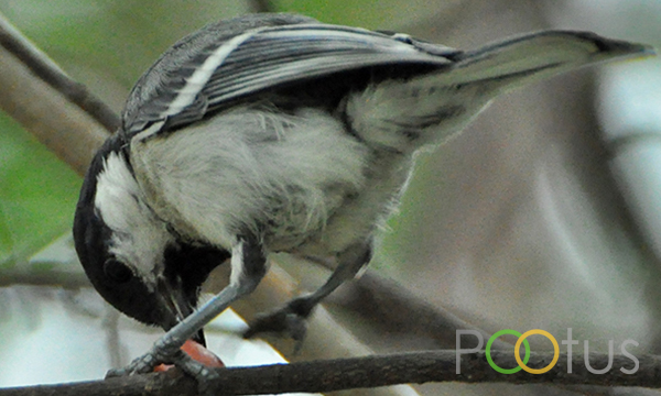Great Tit