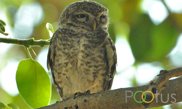 Spotted Owlet