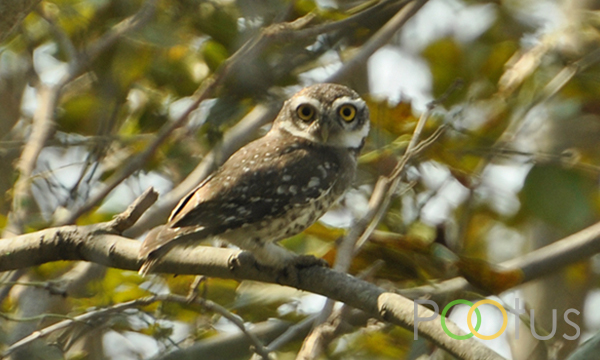 Jungle Owlet
