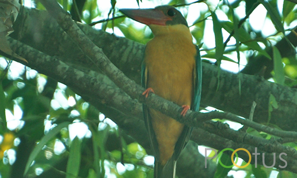 Story-Billed Kingfisher