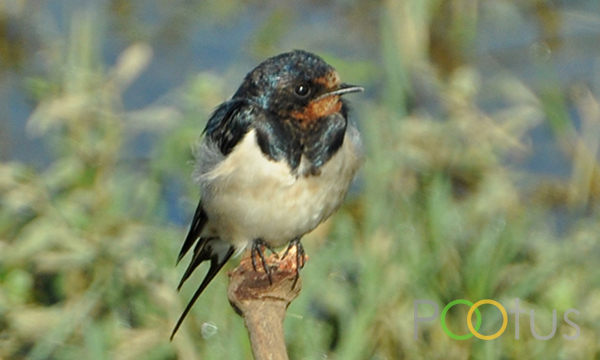 Common Swallow