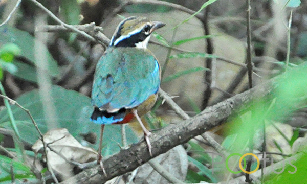 Indian Pittat
