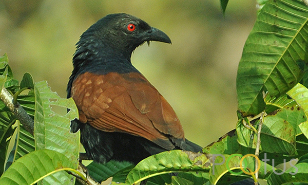 Greater Coucal