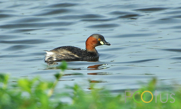 Little Grebe