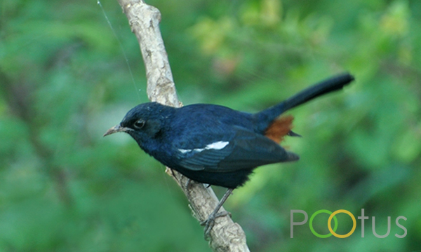 Indian Robin