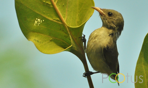 Plain Flowerpecker