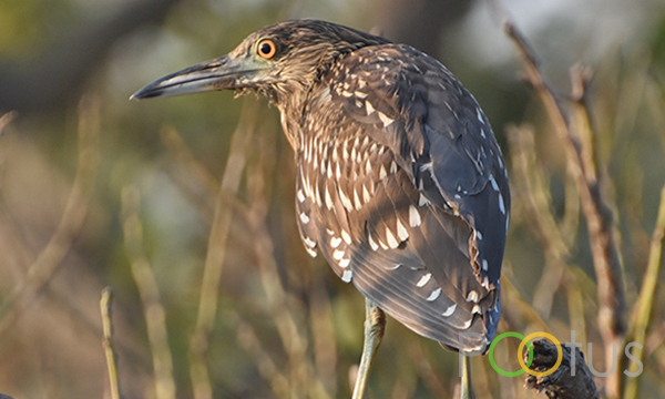 Black-Crowned Night Heron